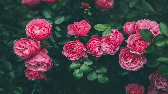 /detail/15720.html